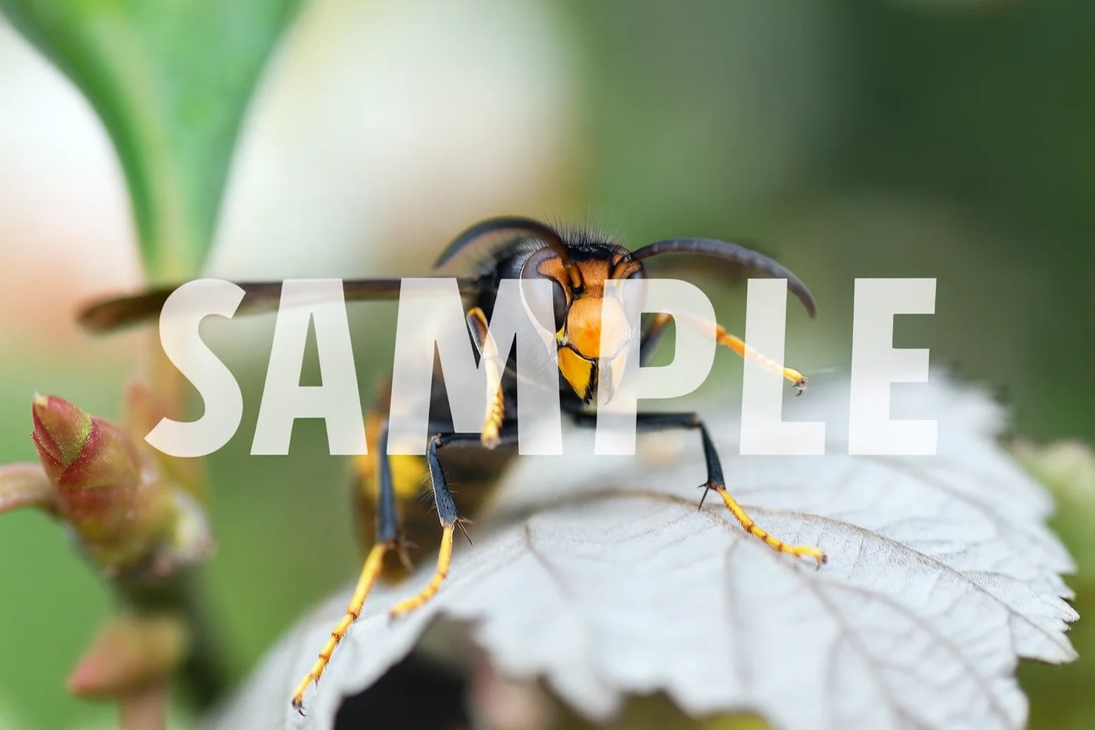 Video with text watermark before - Original video showing text overlay to remove